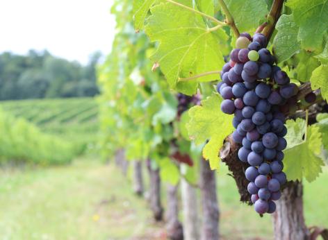 Ristrutturazione e riconversione vigneti - Campagna 2025-2026