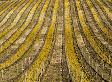 Contributi 2025 per la prevenzione dei danni da calamità naturali in agricoltura