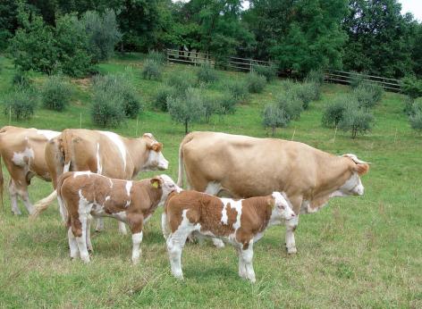 BANDO 2025 - PSP-CSR 2023-2027, Intervento SRA 14 - allevatori custodi dell’agrobiodiversità