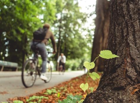 Interventi di forestazione urbana e periurbana 2026