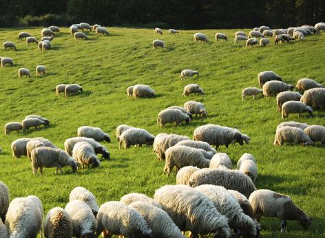 Bando intervento SRA 08 - Gestione prati e pascoli permanenti (anno 2025)
