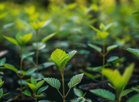 Sostegno agli investimenti per la vivaistica forestale